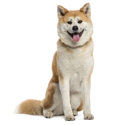 Akita Inu (犬) – chó vùng Akita, Nhật Bản.