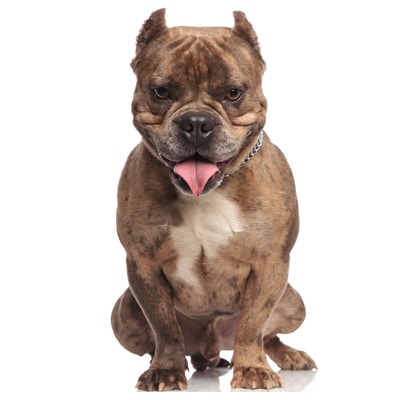 American Bully