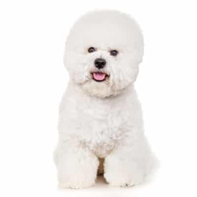 Chó Bichon