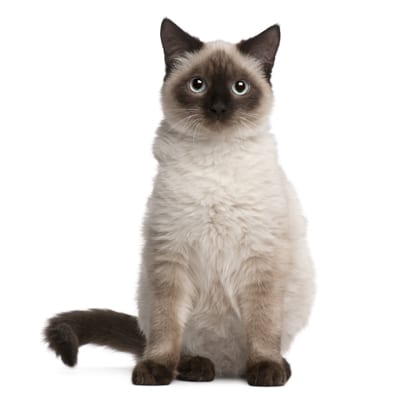 Mèo Thần Miến Điện (Birman)