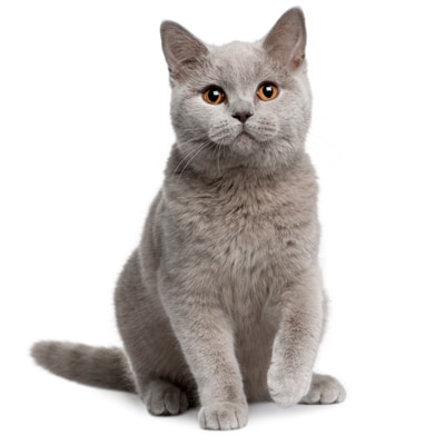 Mèo Anh lông ngắn (British Shorthair)
